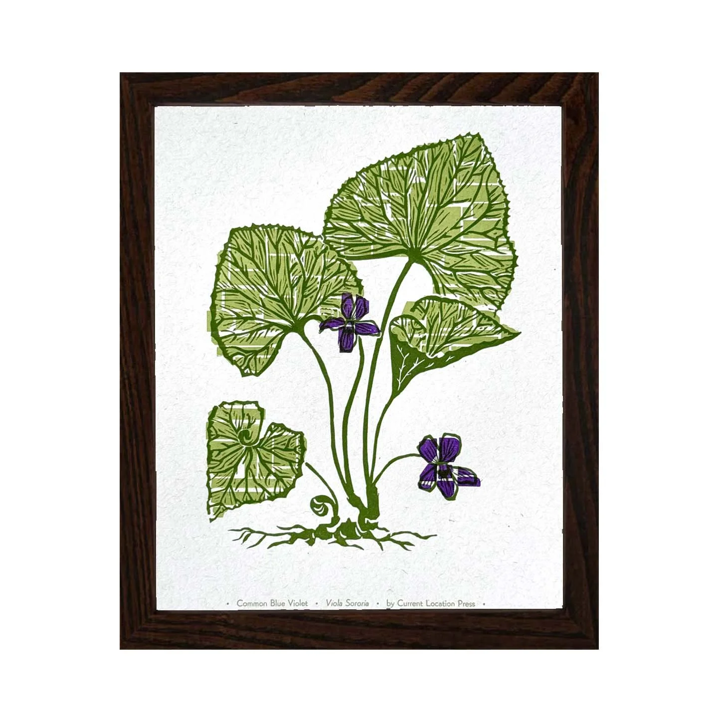 CommonBlueViolet darkframe.jpg