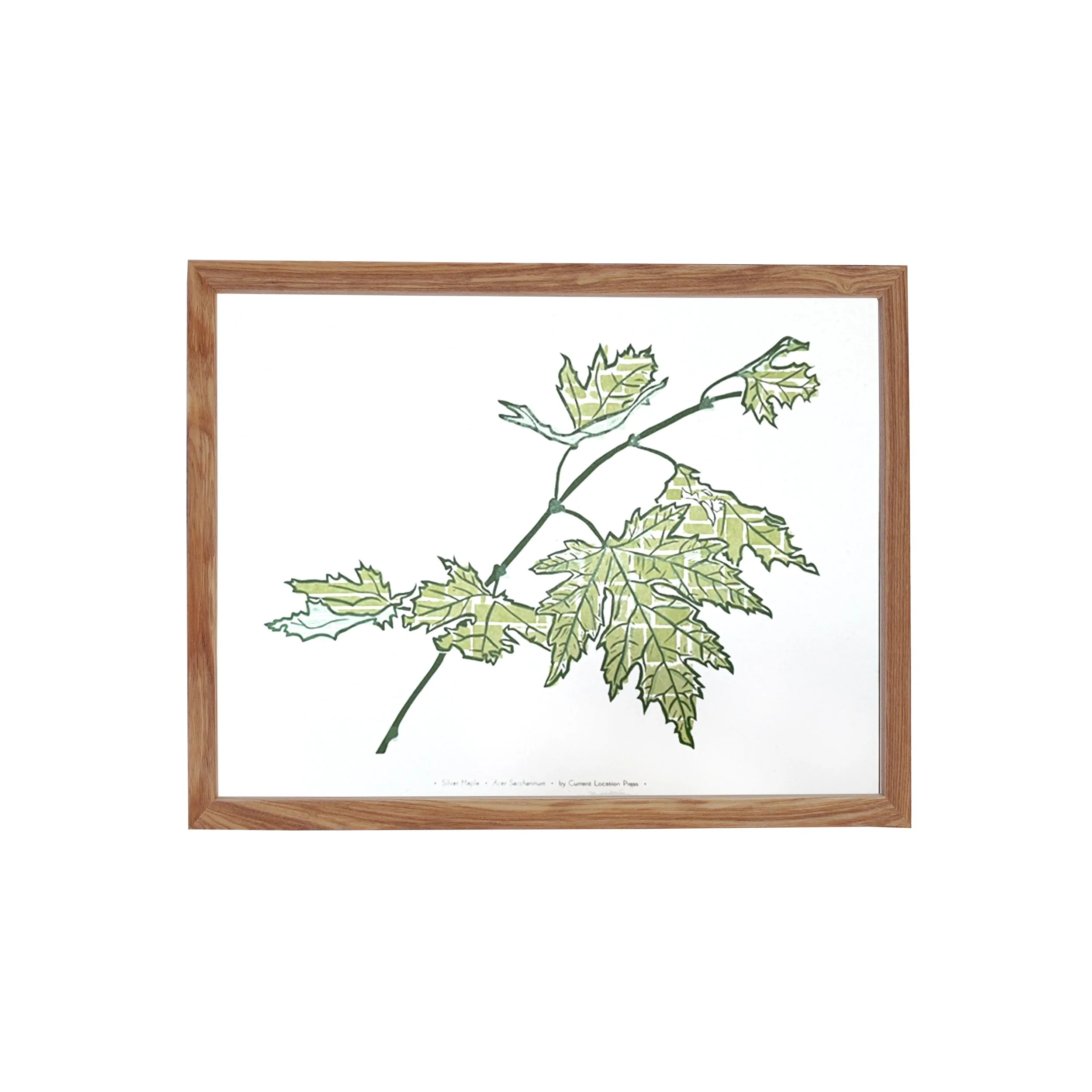 Silver Maple Branch - Fine Art Letterpress Print