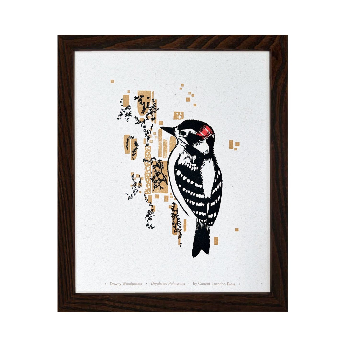 bird-DownyWoodpecker darkframe.jpg