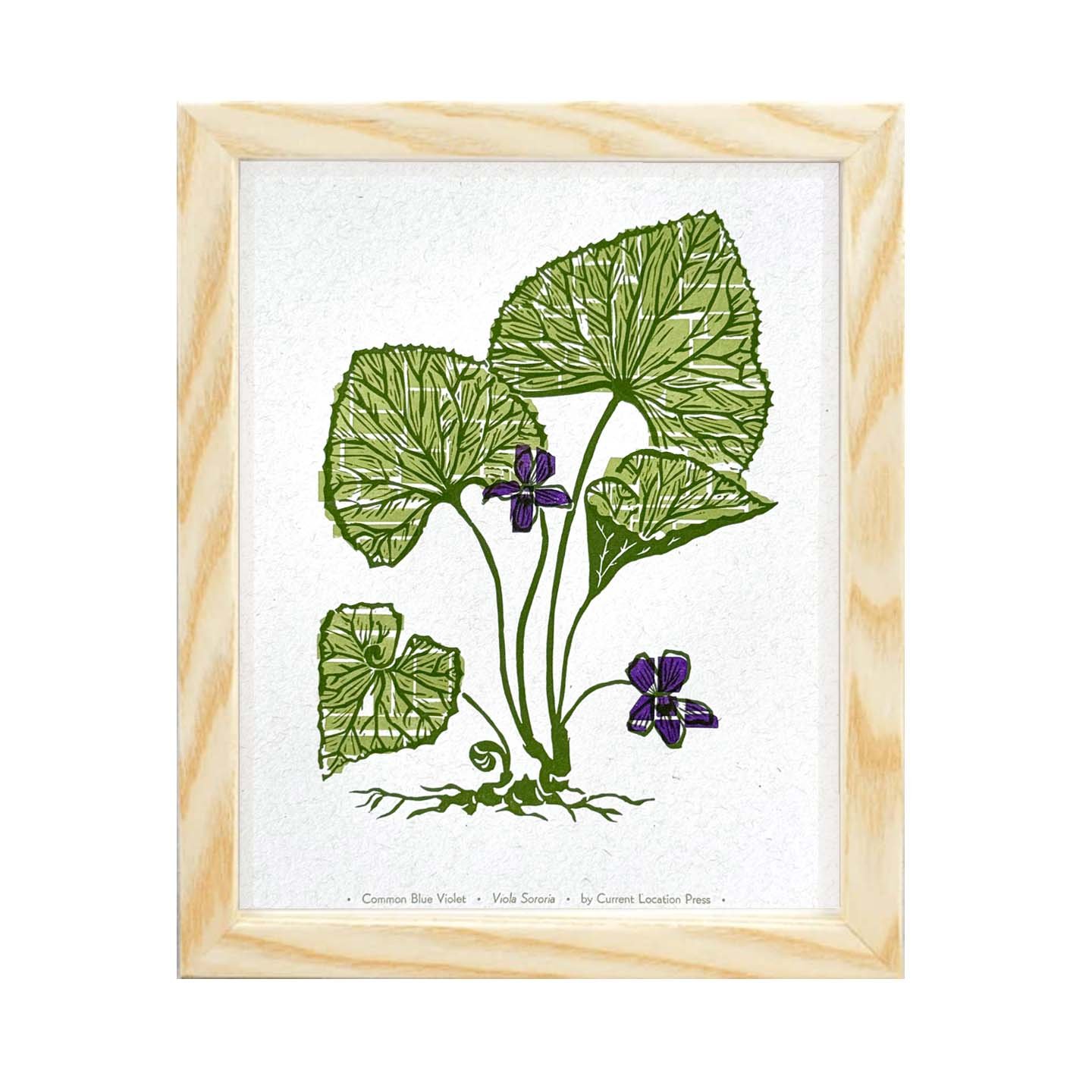 Common Blue Violet - Fine Art Letterpress Print