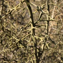 Dumbarton-thorns_7687.jpg
