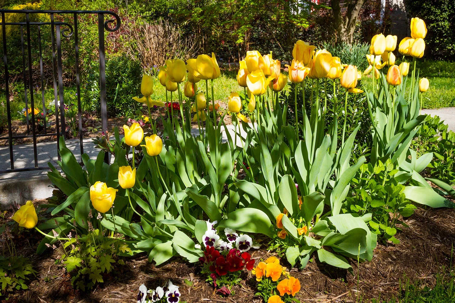 New Garden Club Is Looking to Grow