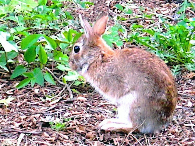 There’s a New Kit in Town