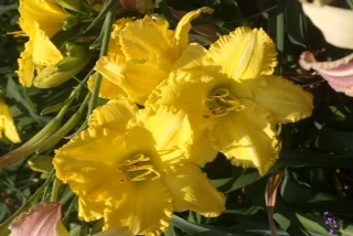 Gardening in Burleith