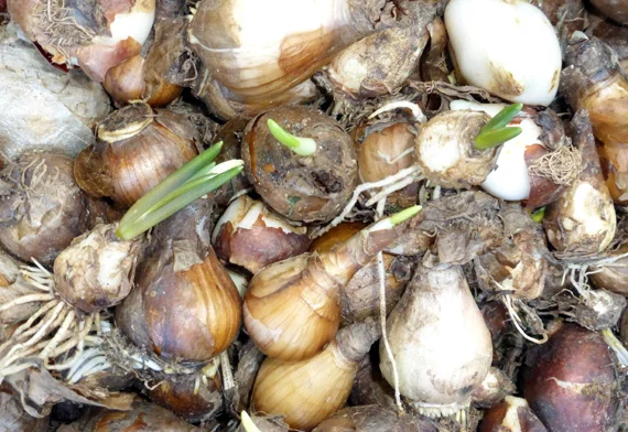 Garden Club&#x27;s Bulb Tips
