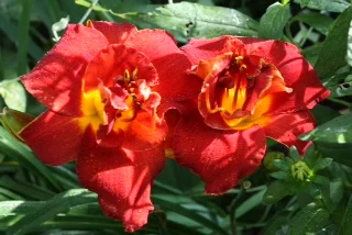 photos by Carol cavanaugh.