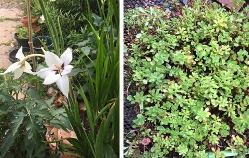 Acidanthera (above) blooms all summer. The mystery ground cover may be sedum.