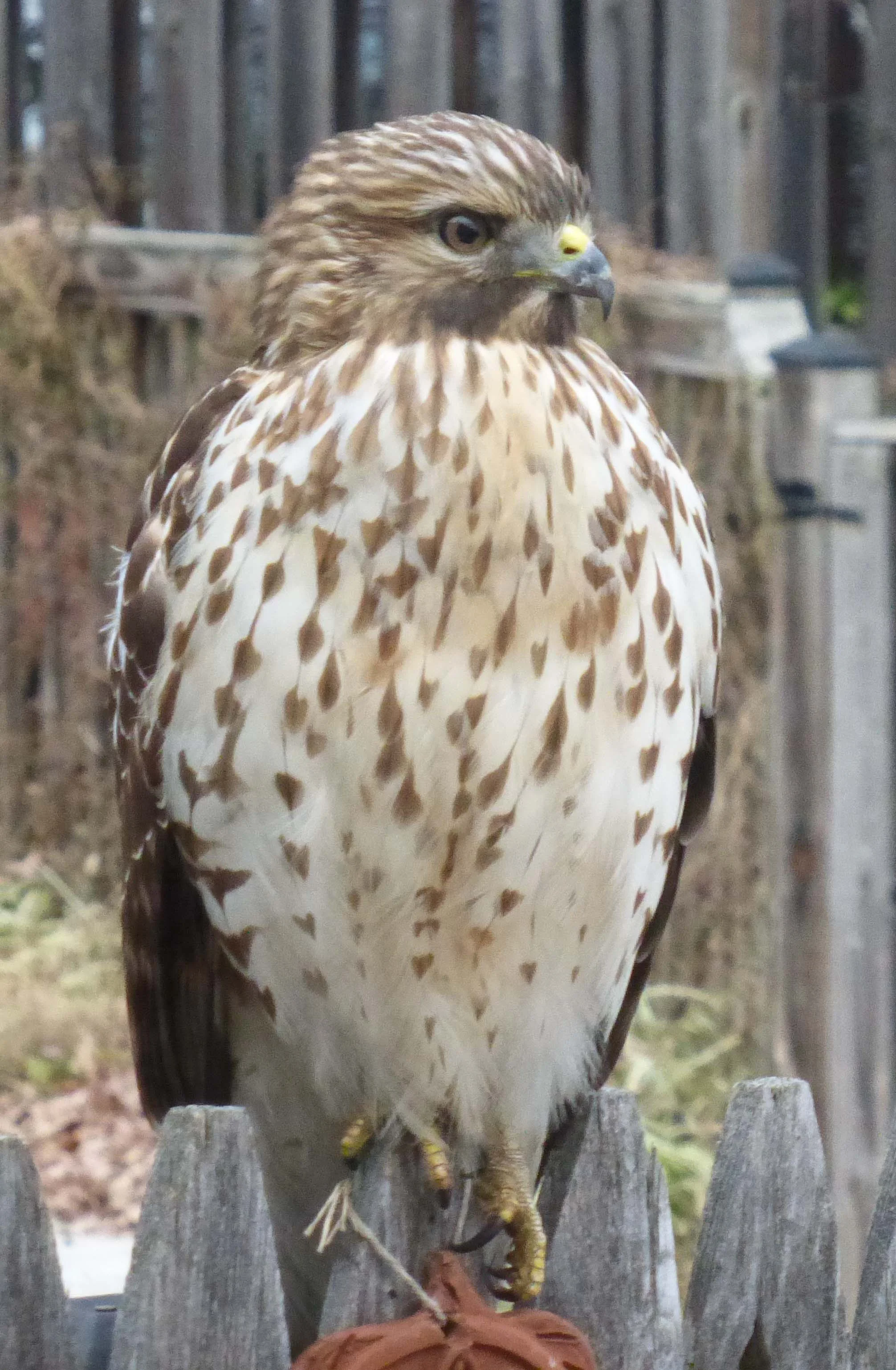 2017.01-Hawk-2.jpg