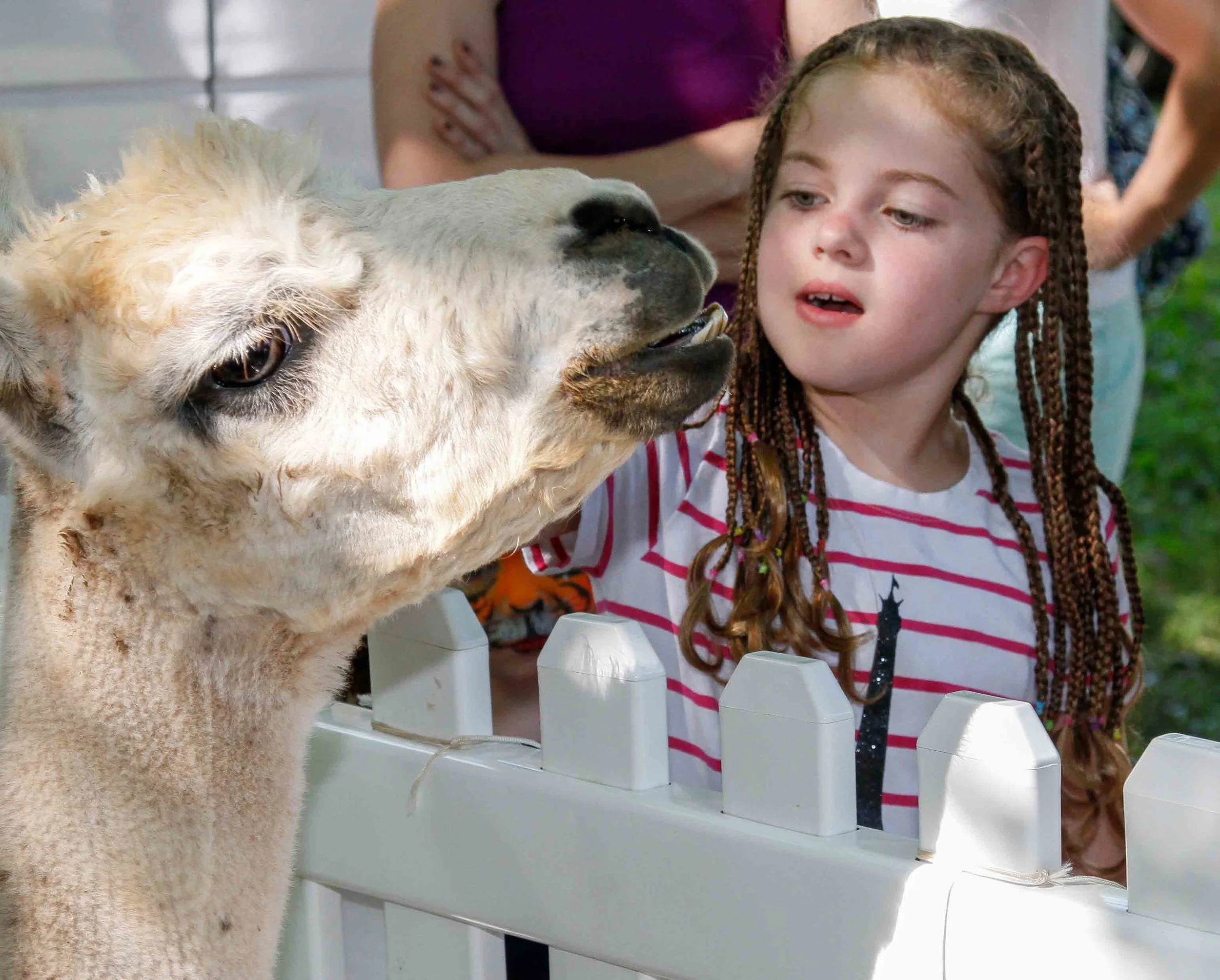 2016-Picnic-PettingZoo_5537-small.jpg