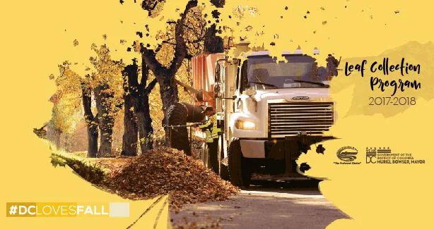 Leaf + Tree Collection