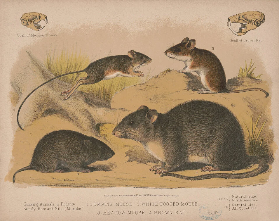 DOH Rat Petition