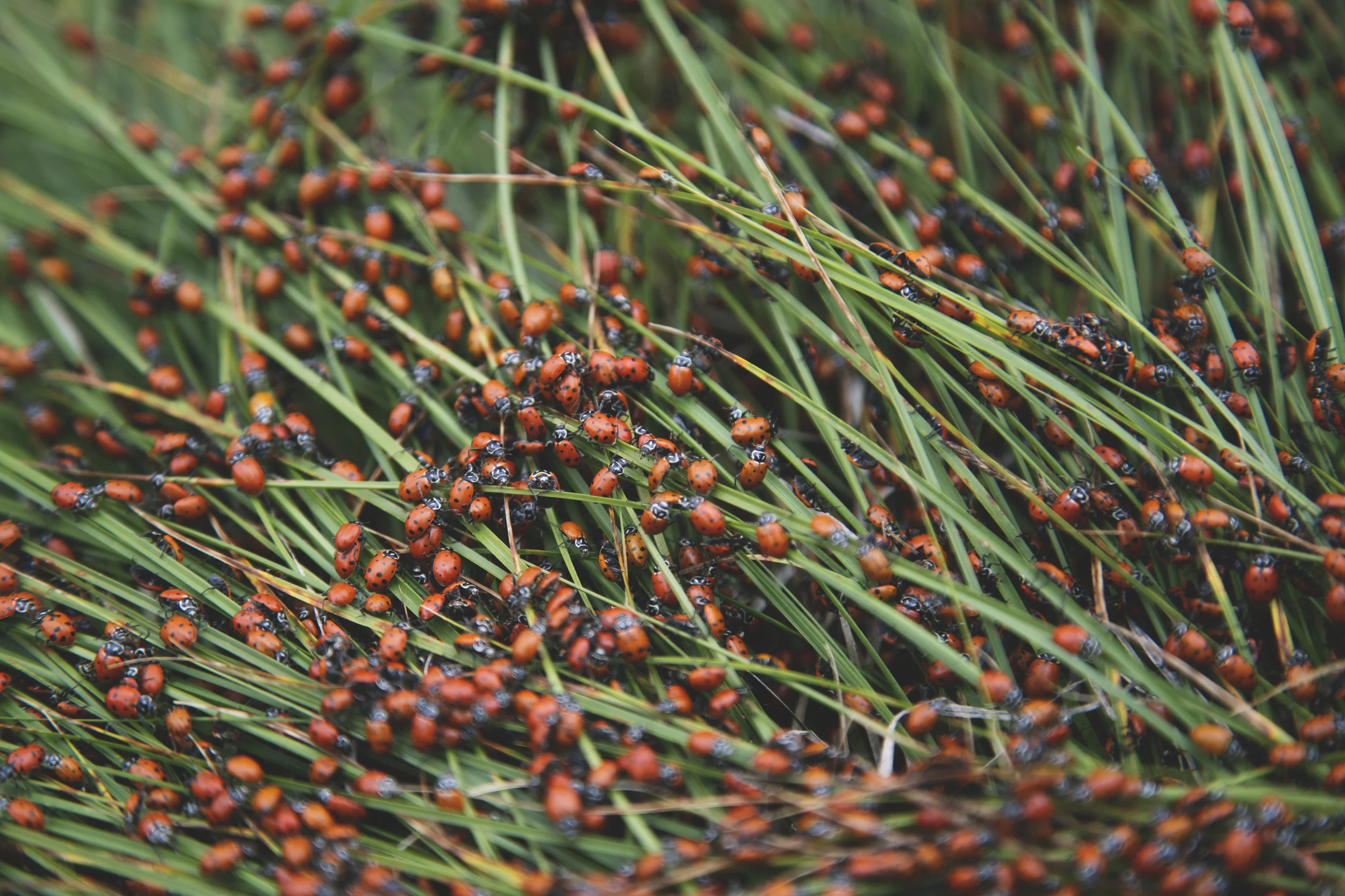 Red Flowers