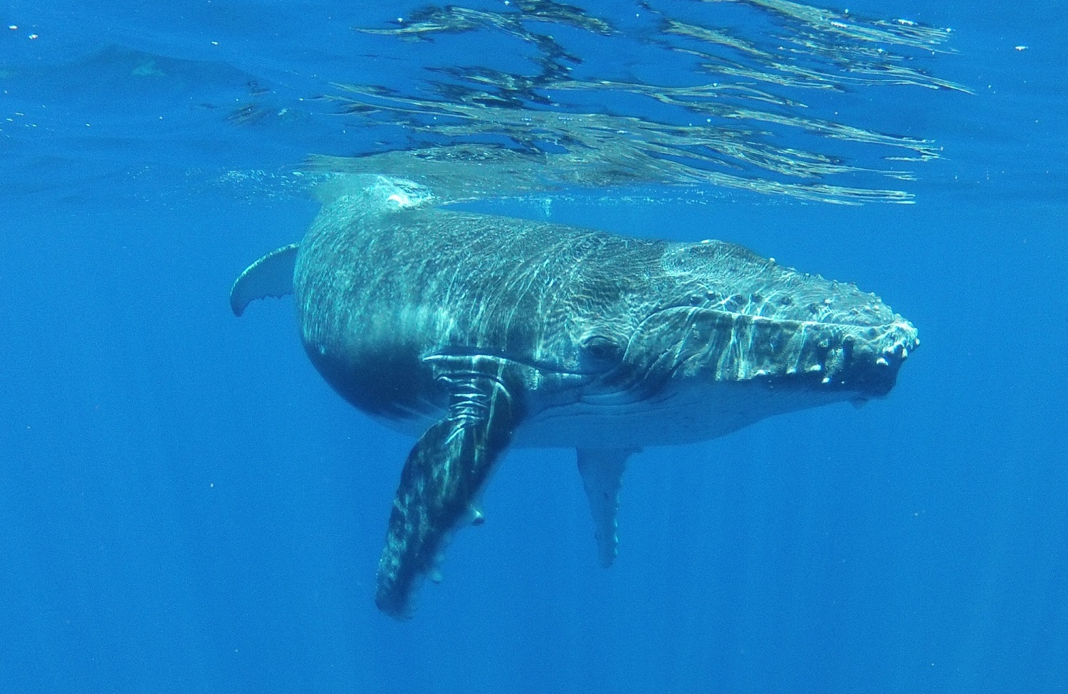 The Man who Swam with Humpbacks
