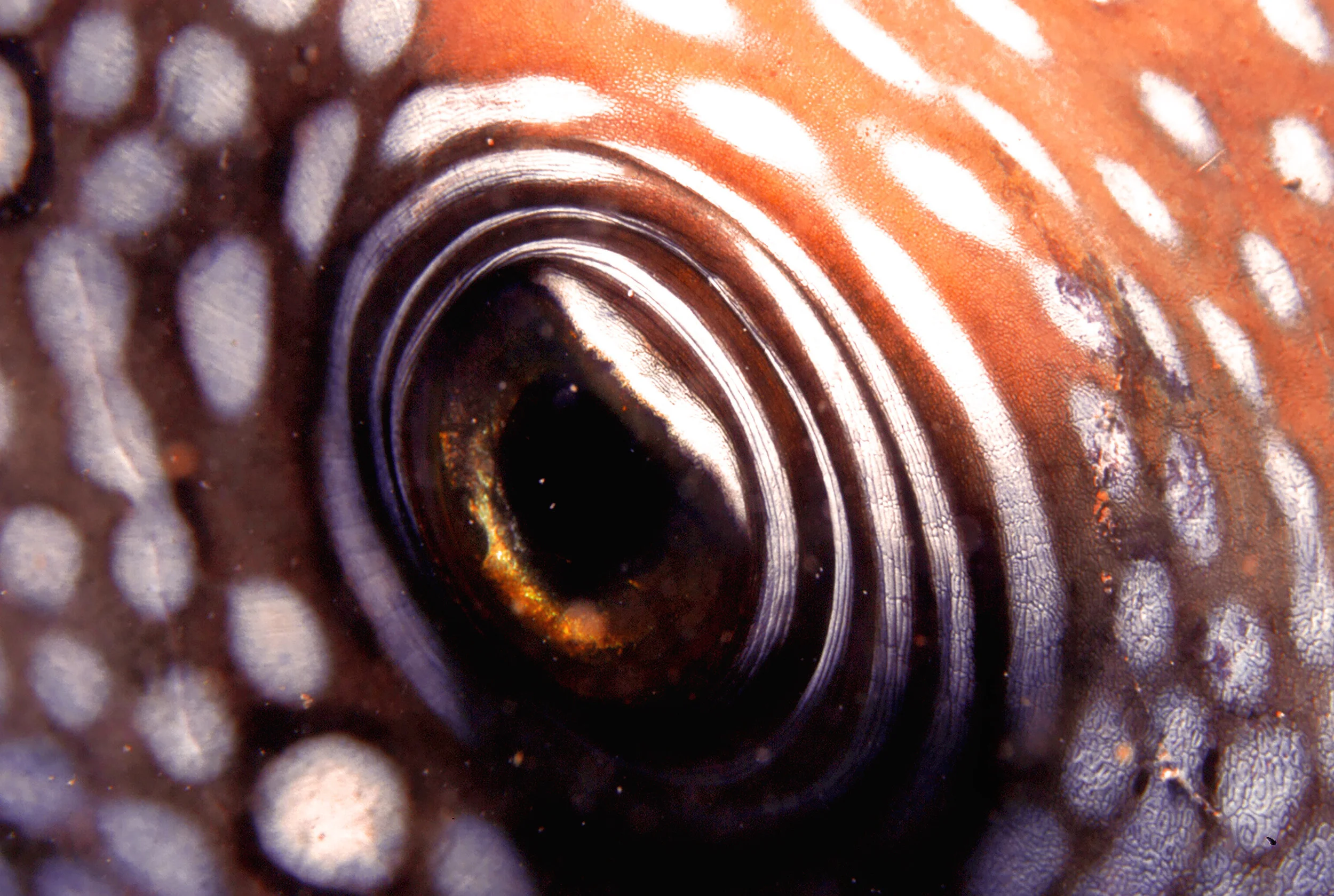 Eye to eye
