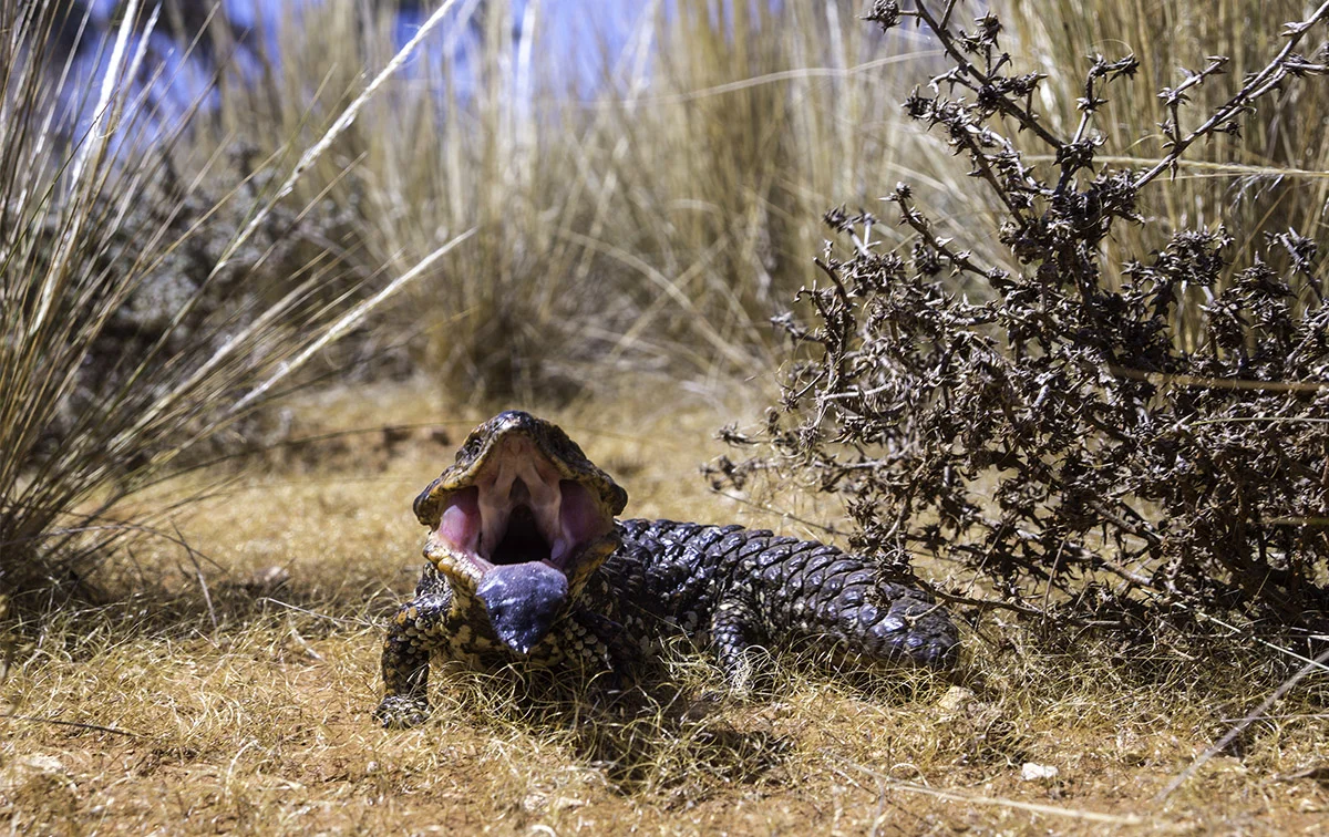Snakes on the Plains