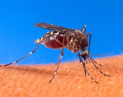 Aedes Aegypti getting stuck in. Photo by USDA , in the public domain.