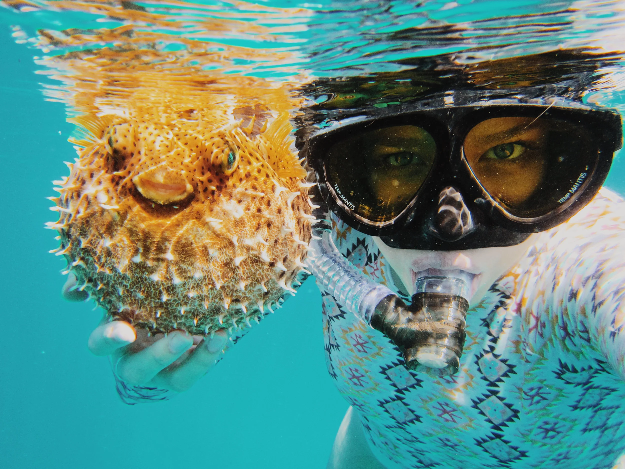 Puffer fish affection. Photo by Amy Humphries .