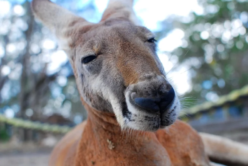 ewa-gillen-kangaroo.jpeg