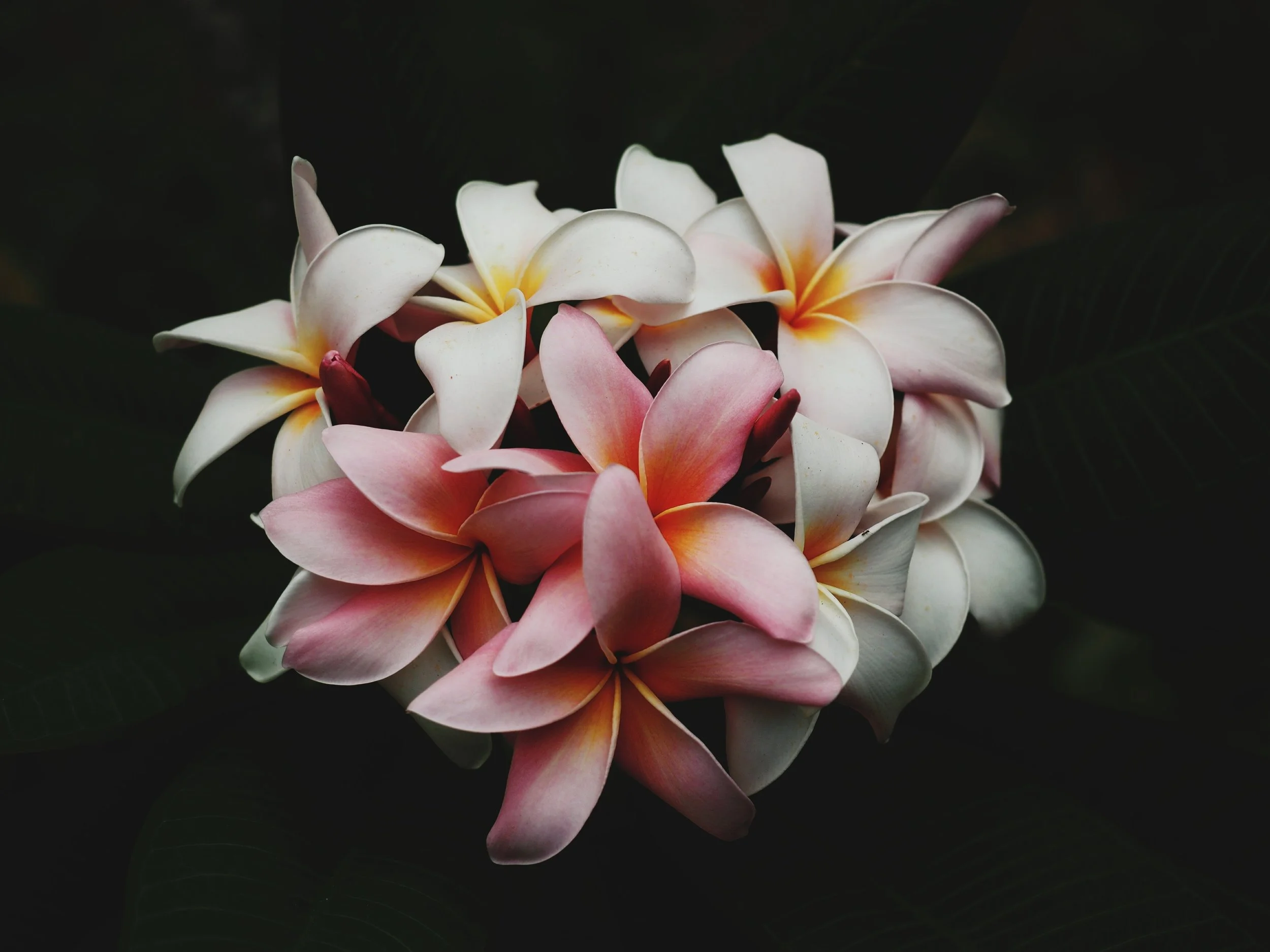 Frangipani photo by Charlie Harutaka .