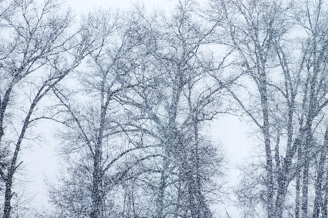 Flossie's snow flurry. Pic of a blizzard by CJ .