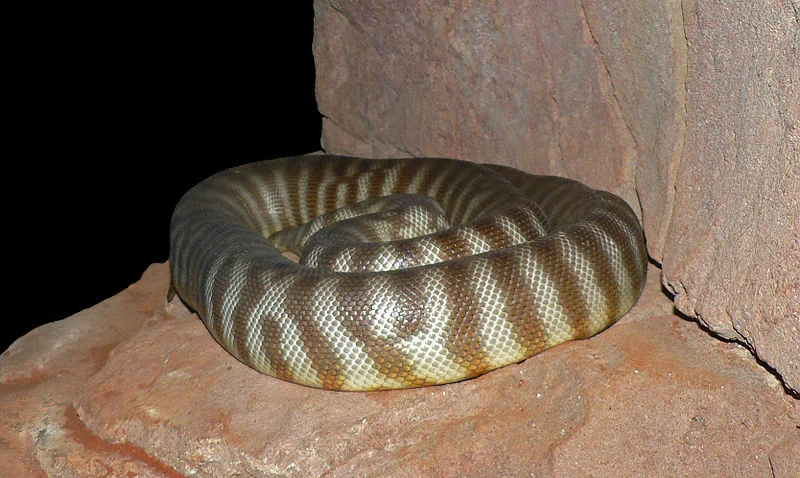 Coiled Kuniya -- woma python. Pic by Peter Halasz .