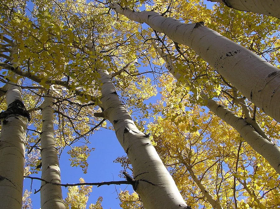 Quaking Aspens in Utah. Photo by Scott Cadron .