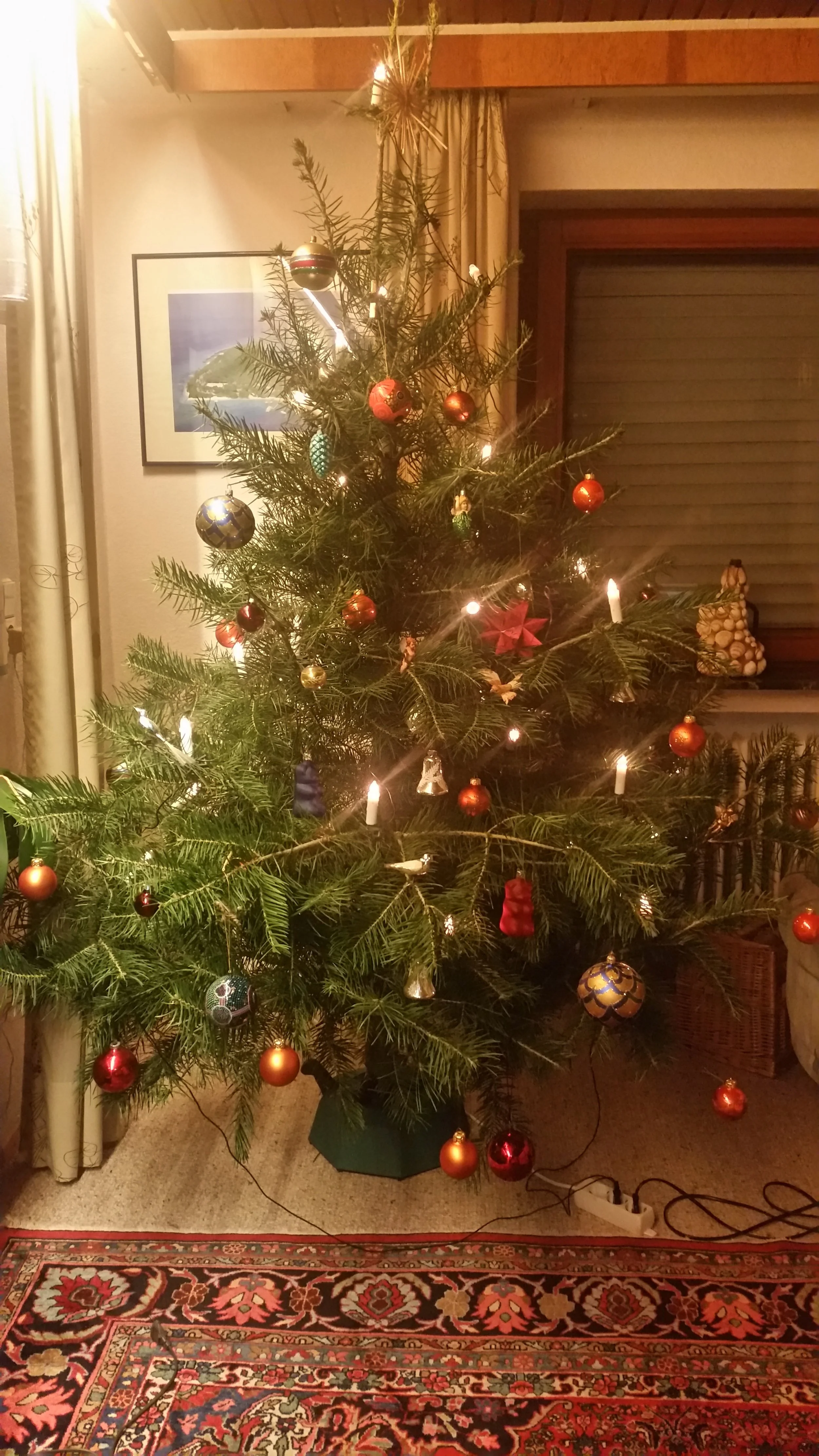 The only real Xmas tree we're ever likely to make. No poppy seed lollies. Pic ©Claudia Jocher 2017