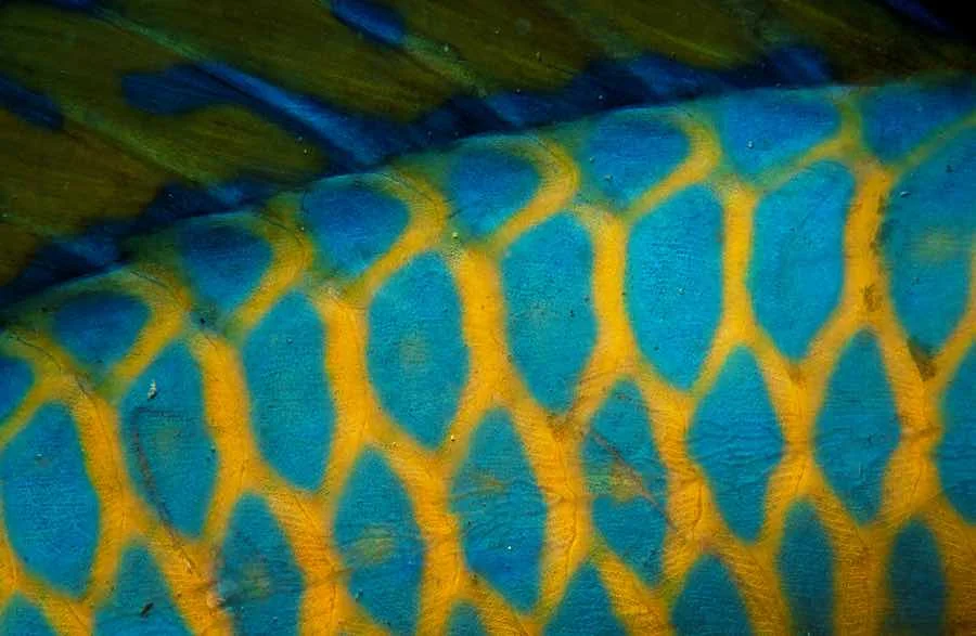 Jewel-bright fish skin. One of the photos from the hallway. ©Claudia Jocher 2018