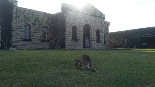 A wild kangaroo cropping the grass at Trial Bay Gaol. Photo by author.