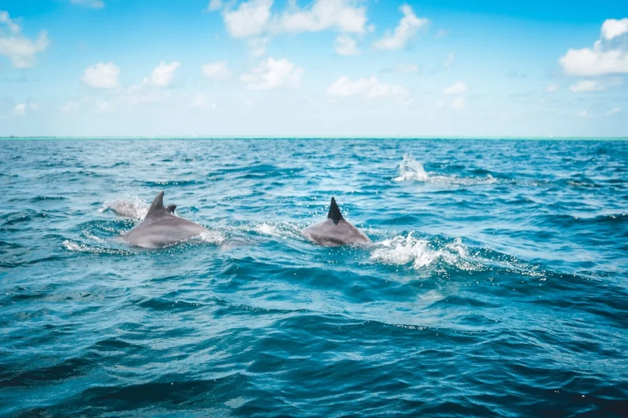 Dolphins at the surface. Photo by Peter Fogden .
