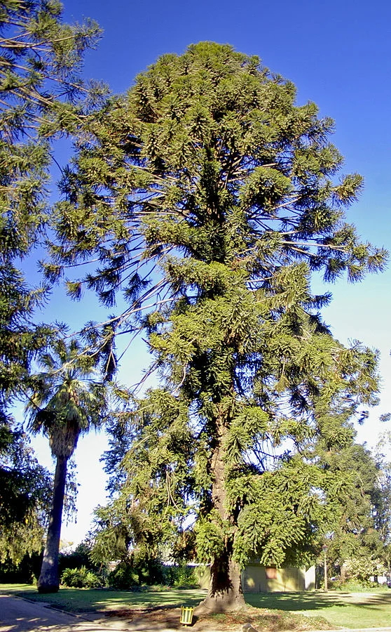 Mature Bunya Pine. This one photographed at Wagga Wagga by Bidgee .