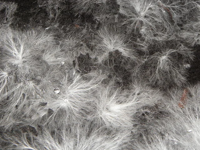 Mycelium of the portobello mushroom. Photo from his own work by Rob Hille .