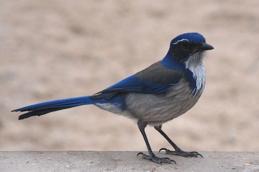 Western scrub jay at Joshua Tree NP. Photo by Jarek Tuszyński