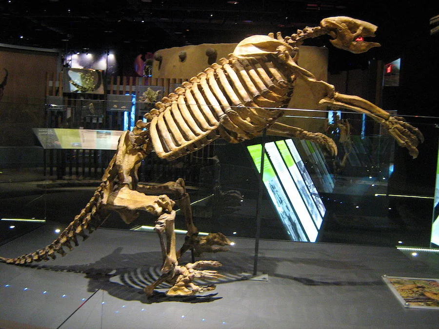 Replica skeleton of the Shasta Ground Sloth at the Nevada State Museum, Las Vegas. David Stamer photo.