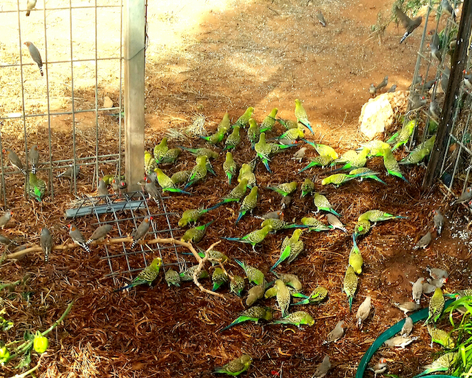 Budgies and finches seeking water in a neighbour’s desert garden. Photo ©Claudia Jocher 2019