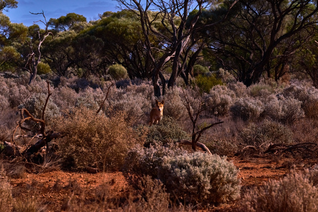 Wild dingo by the roadside. Pic ©Claudia Jocher 2019.