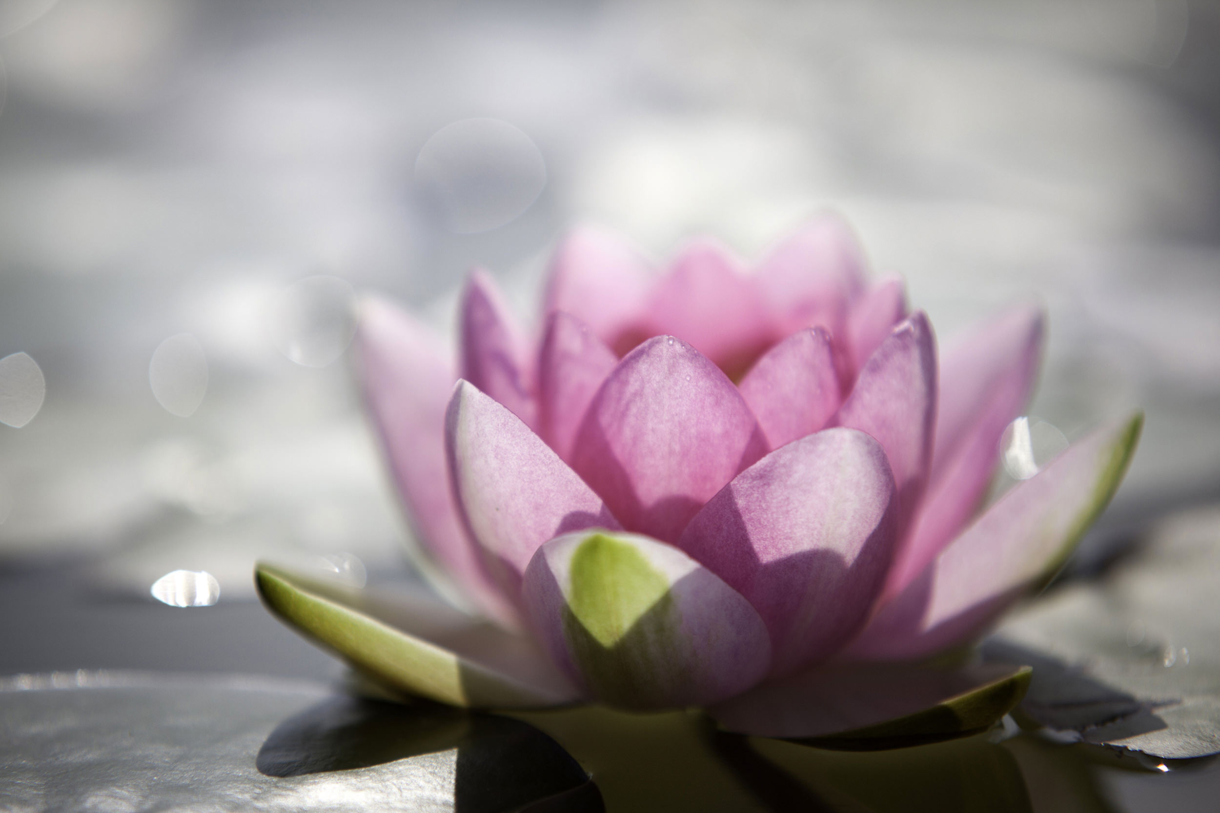 10_Seerose-3627.jpg