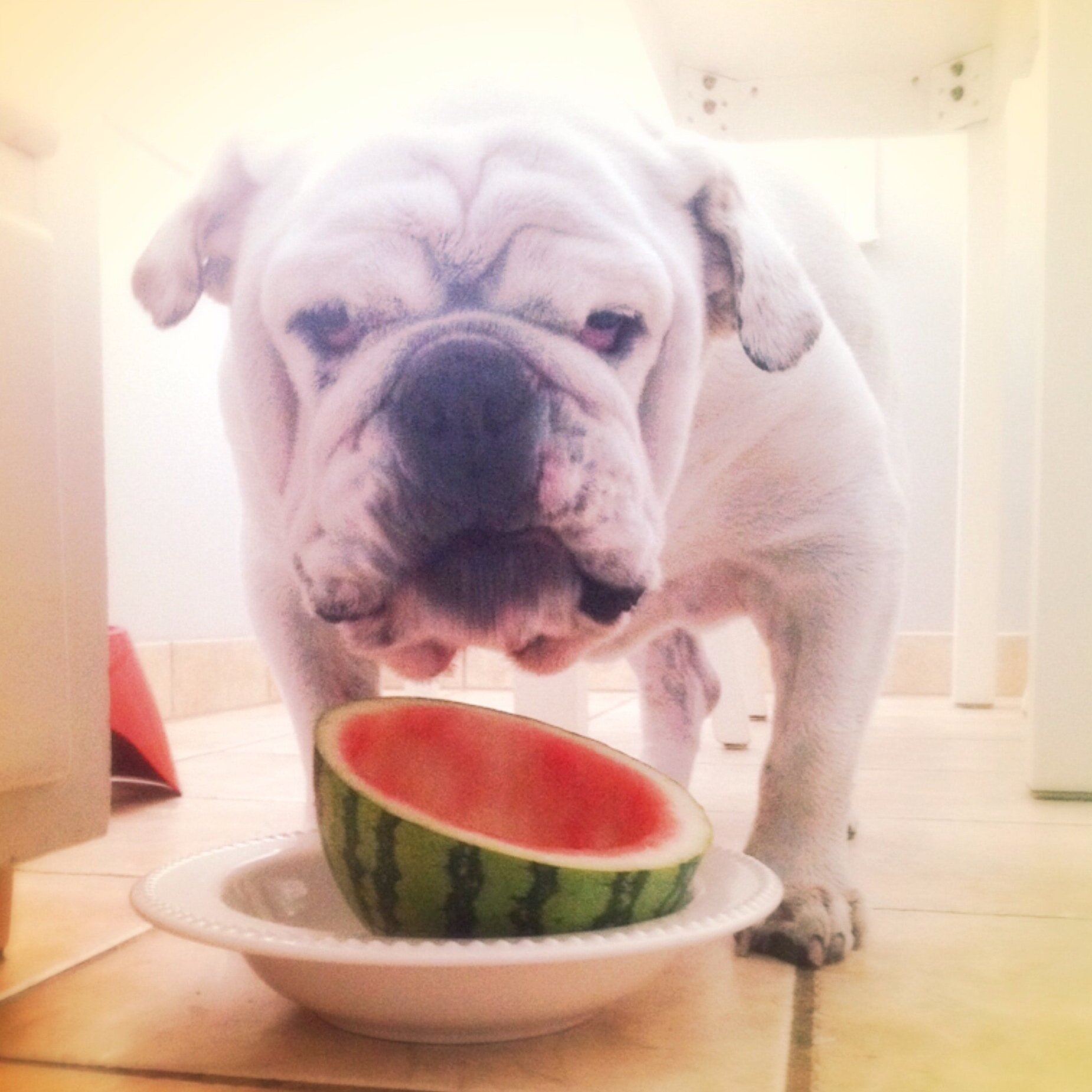 Cookie Eating Watermelon in the Kitchen