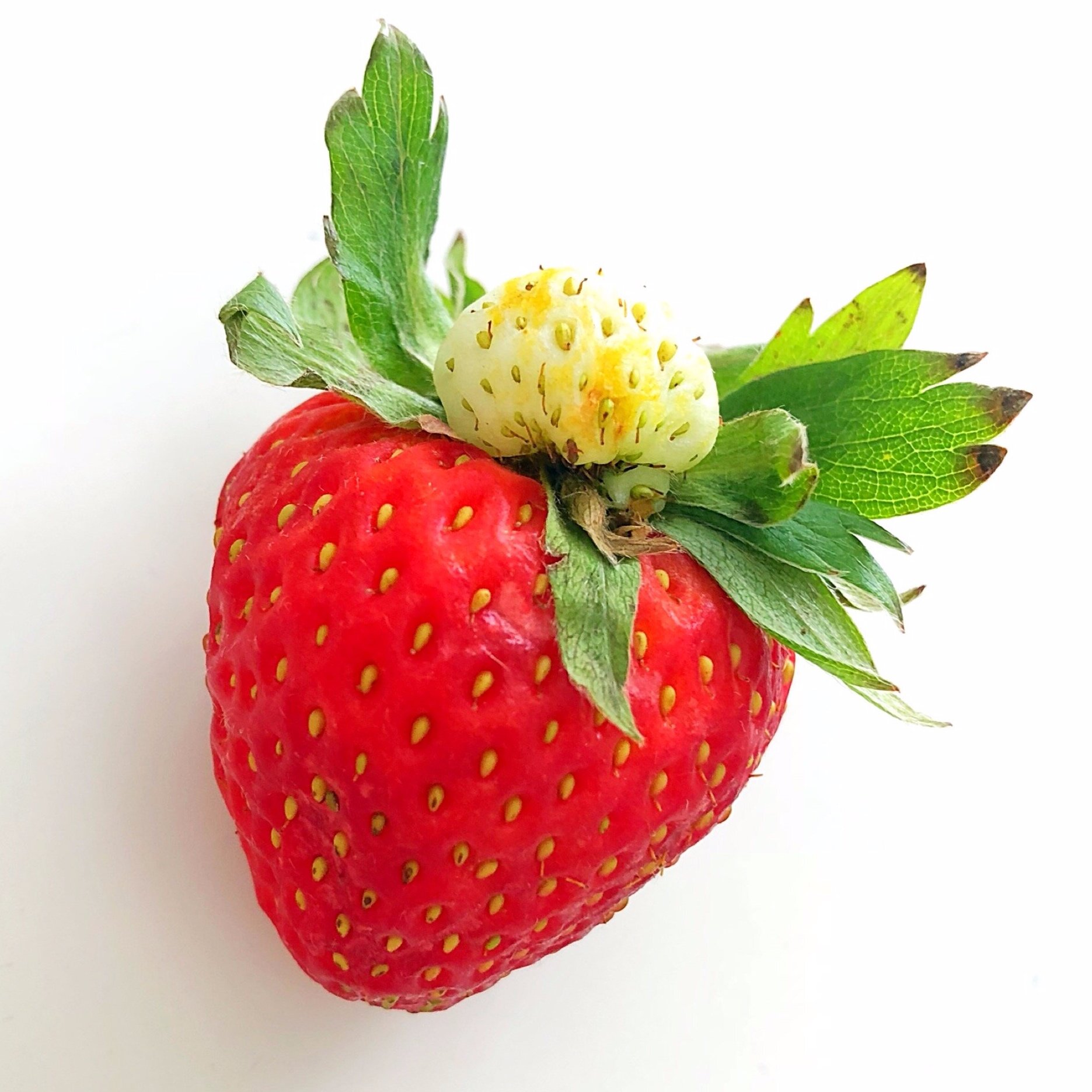 The Most Beautiful Mutant Strawberry