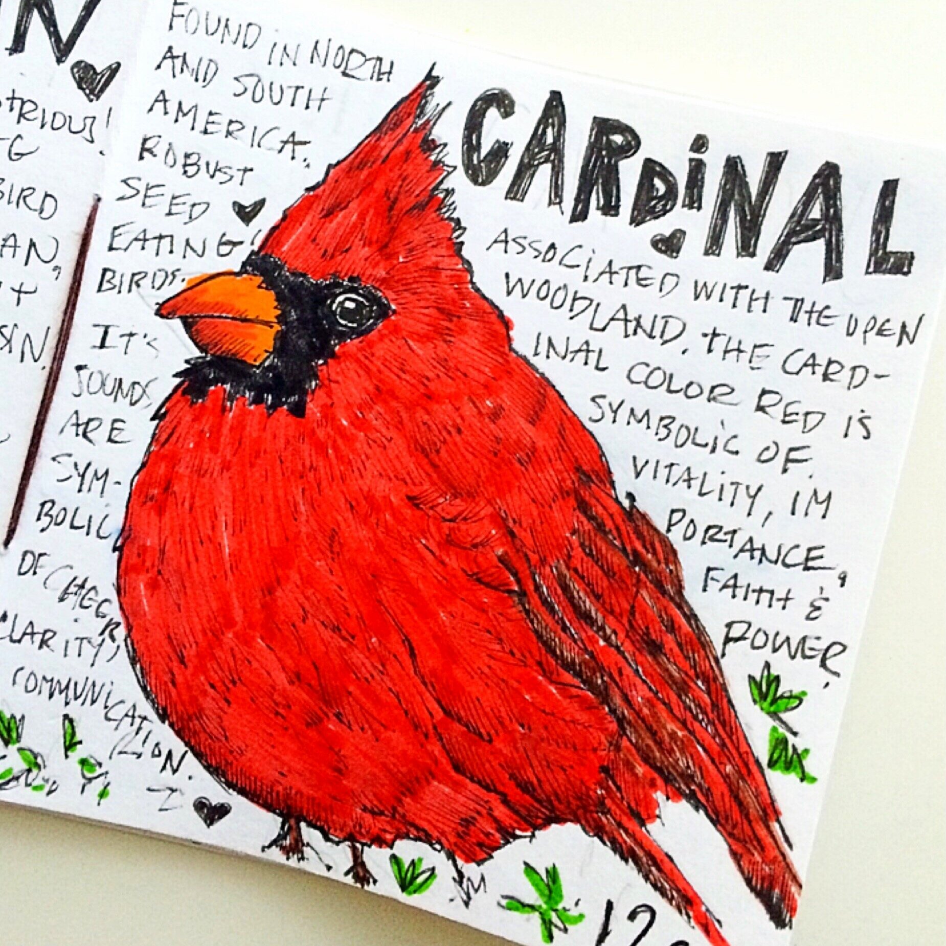 The Cardinal, Illustration