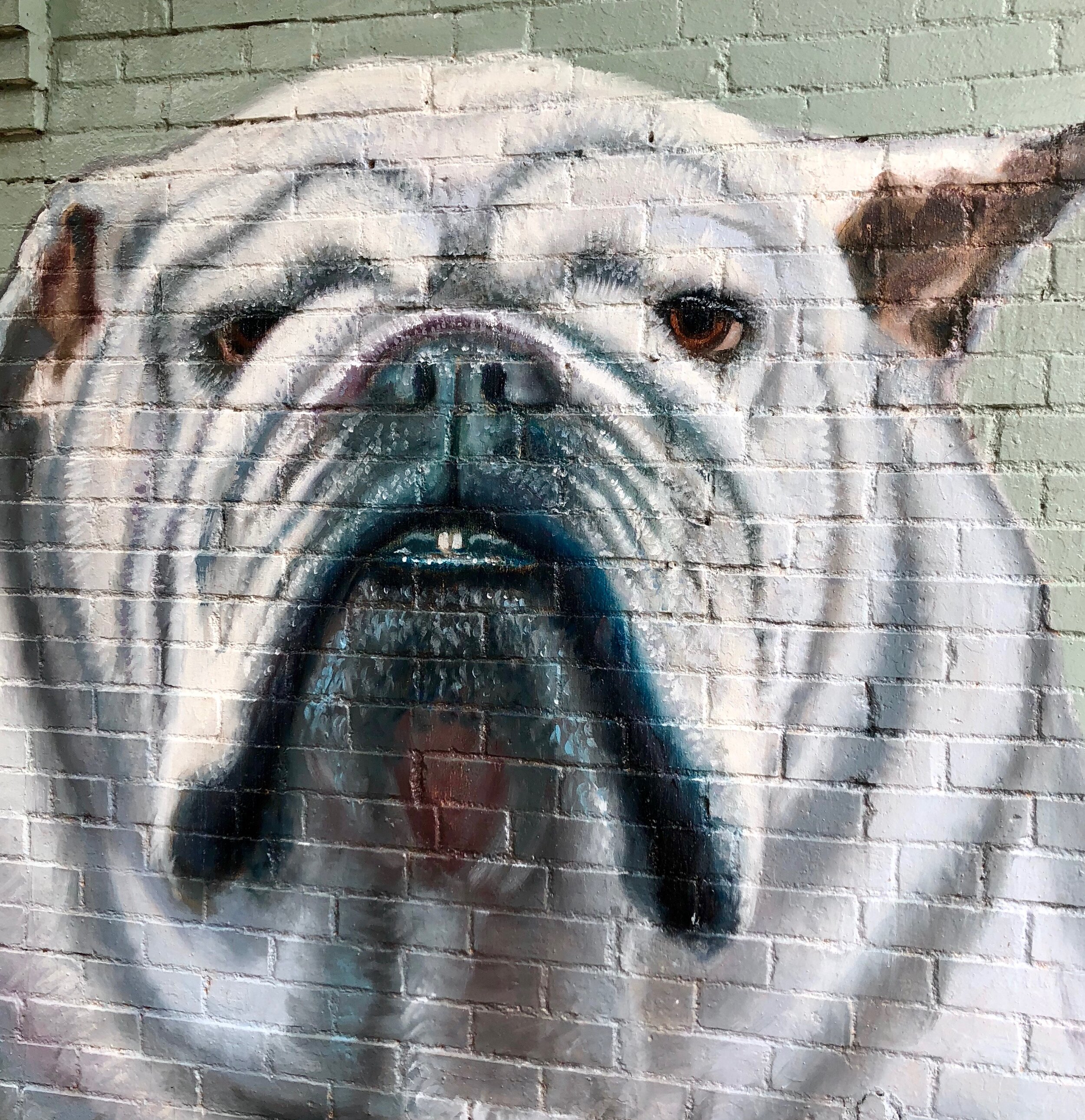 Street Art - Bulldog