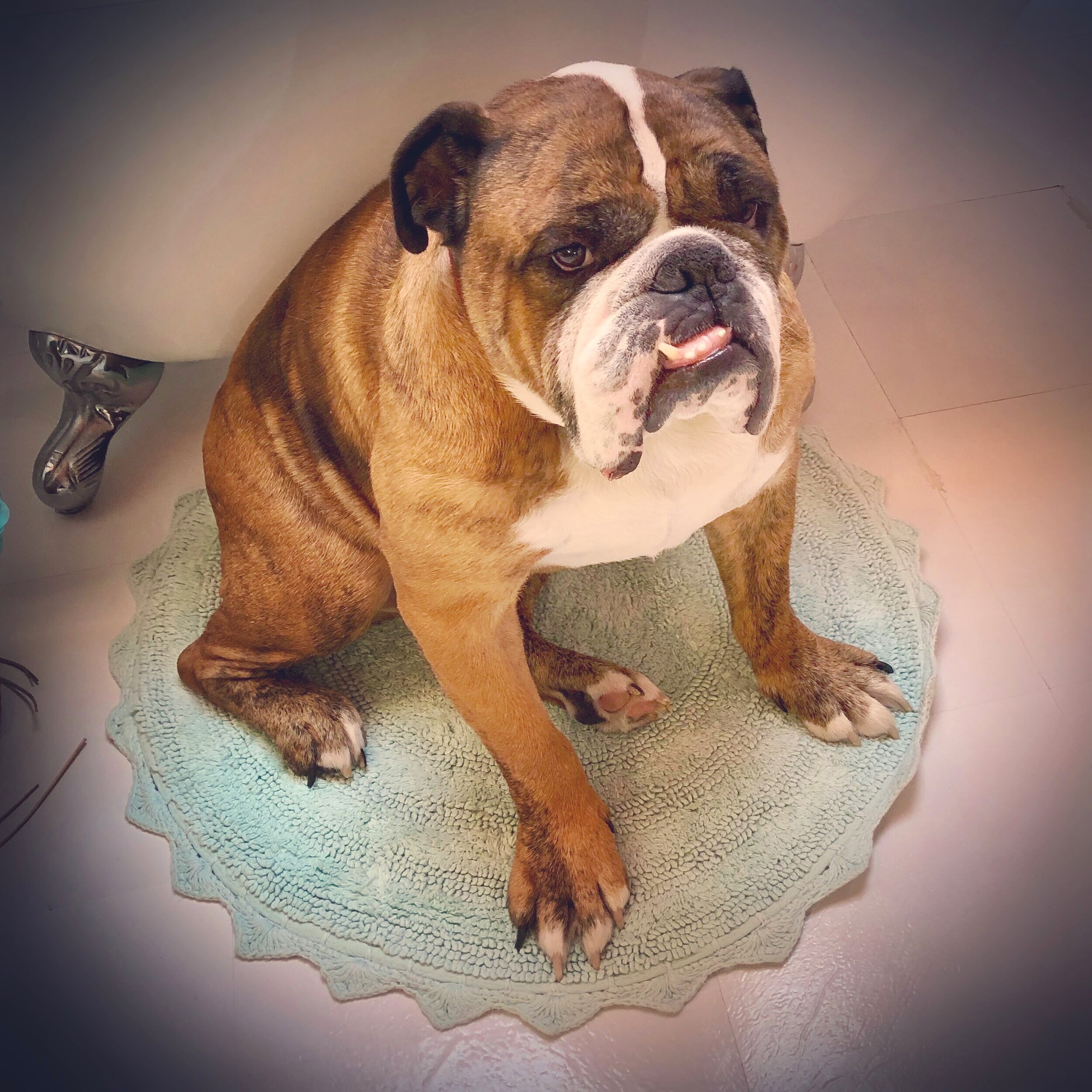 Hugo on a Turquoise Bathmat