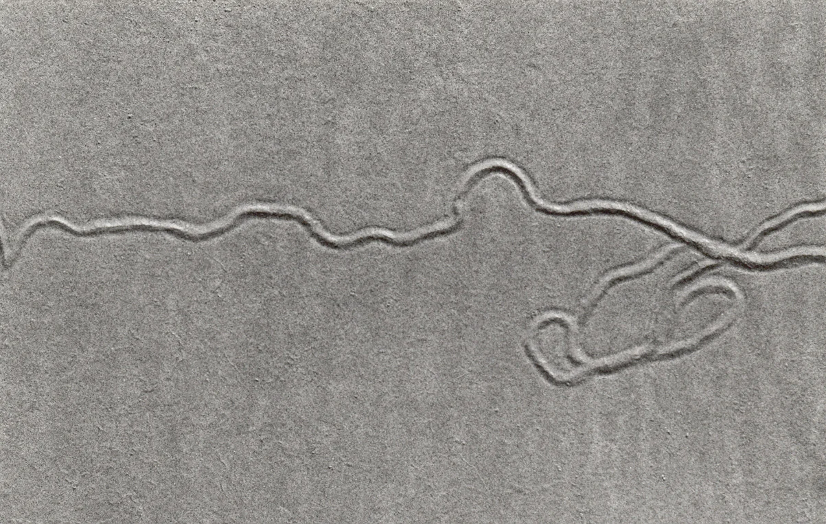 "Organic Tidal Gestures", 2003, 7x5" black and white silver gelatin print