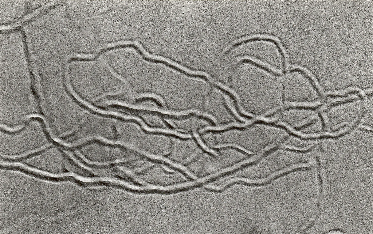 "Organic Tidal Gestures", 2003, 7x5" black and white silver gelatin print