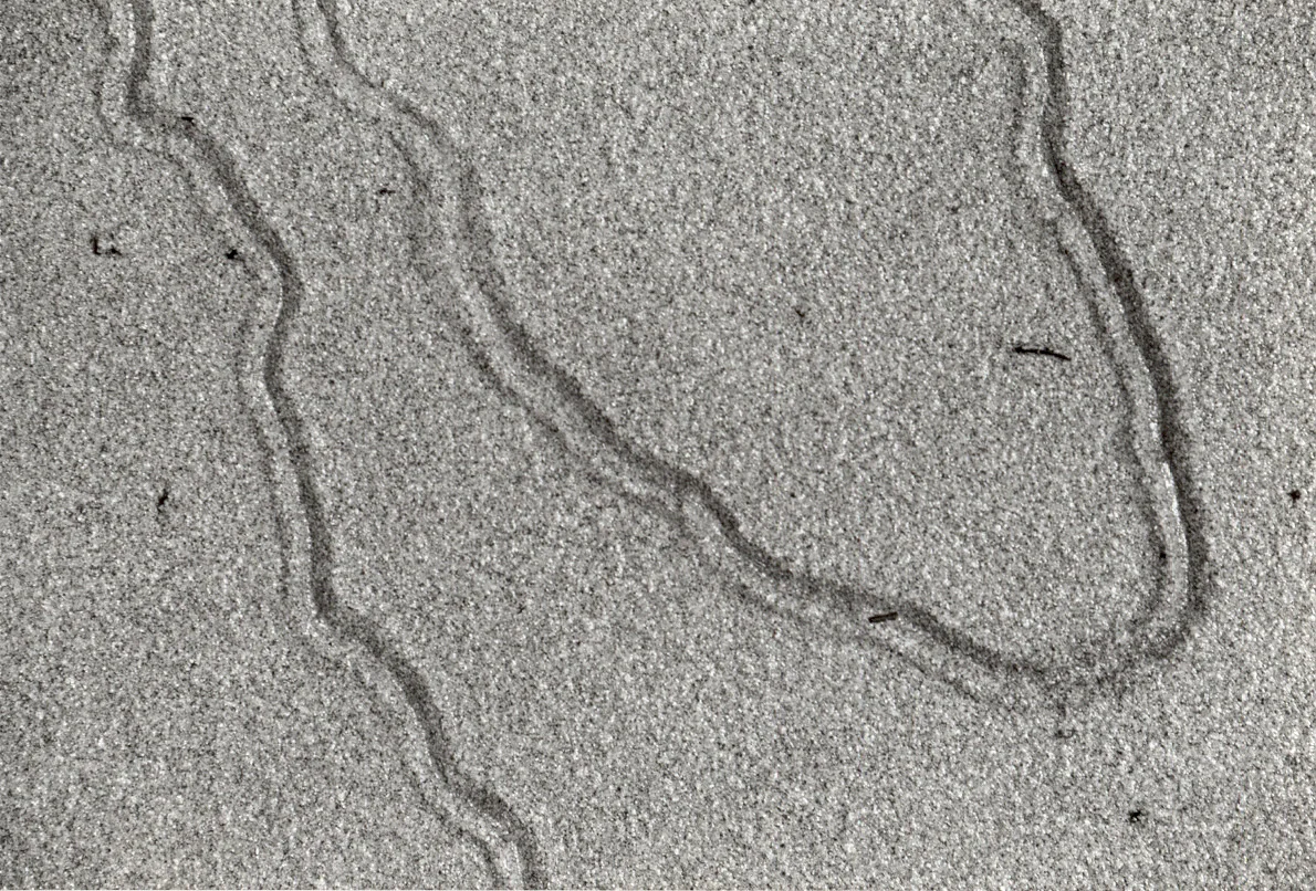 "Organic Tidal Gestures", 2003, 7x5" black and white silver gelatin print