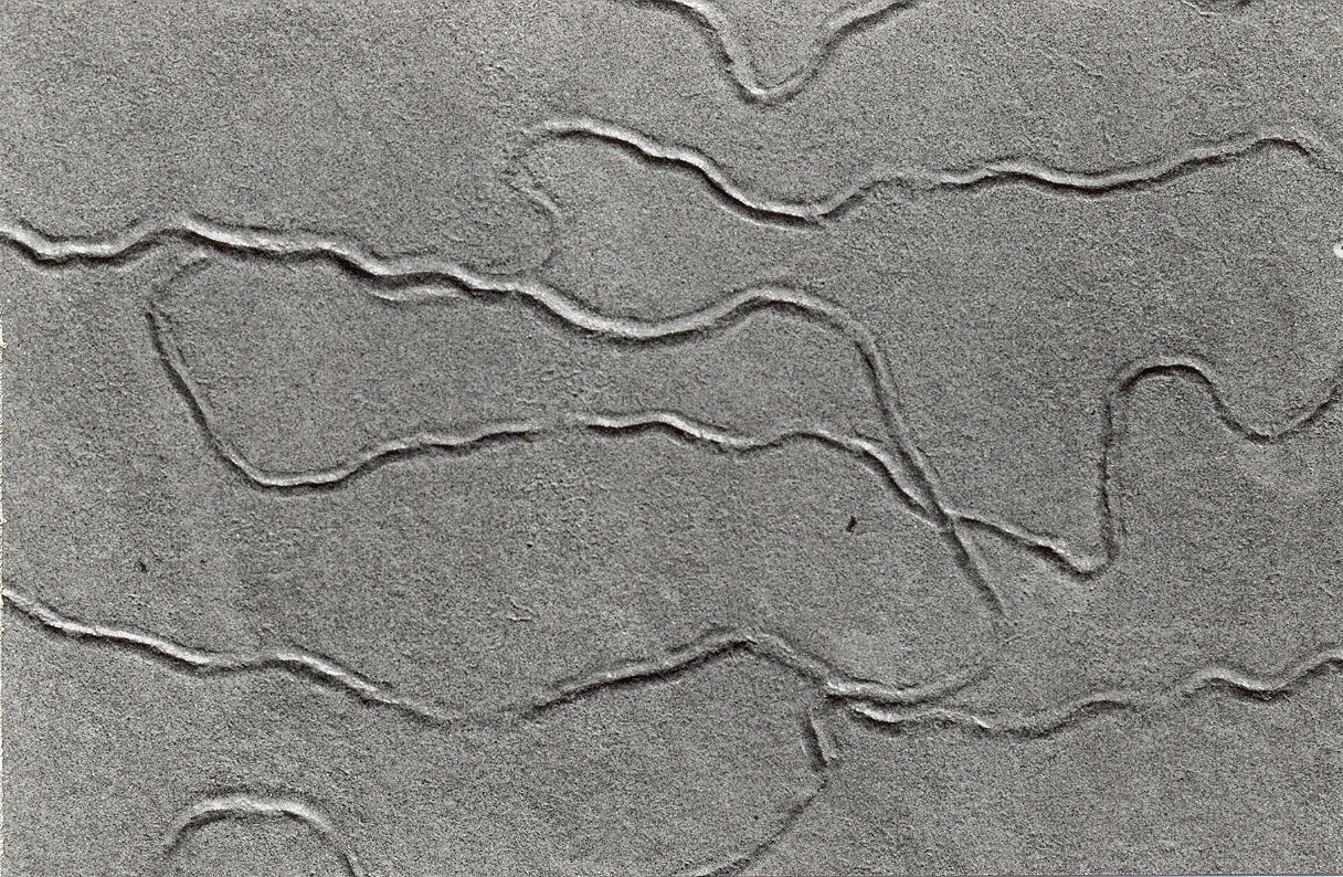 "Organic Tidal Gestures", 2003, 7x5" black and white silver gelatin print
