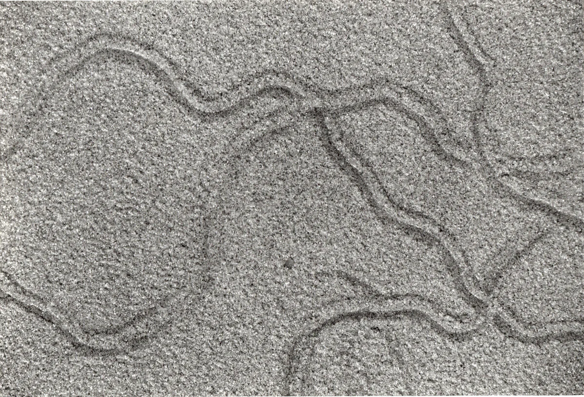 "Organic Tidal Gestures", 2003, 7x5" black and white silver gelatin print
