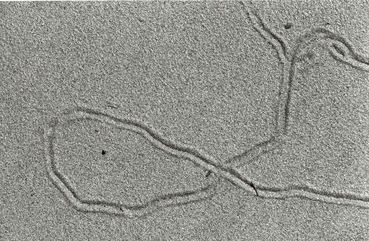 "Organic Tidal Gestures", 2003, 7x5" black and white silver gelatin print