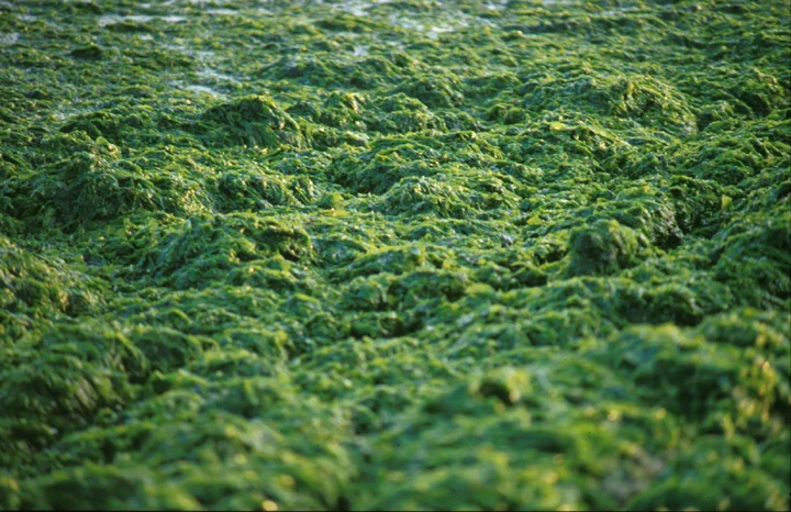 "Sea Weed Fields - detail" 1993, 30x20" digital c print