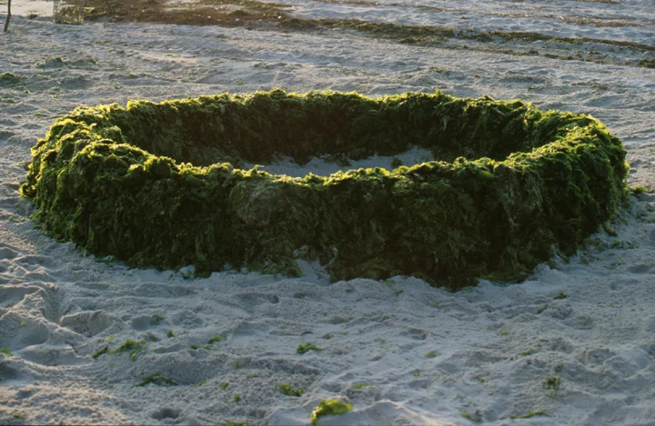 "Sea Weed Circle" 1993, Photographic documentation of performance, 30x20" digital c print